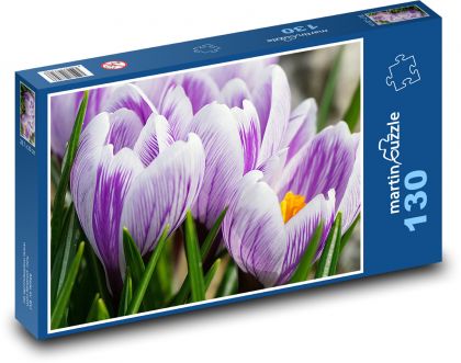 Crocuses - flowers, garden - Puzzle 130 pieces, size 28.7x20 cm 