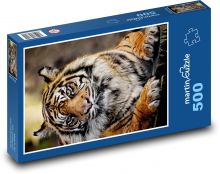 Sumatran tiger - mammal, predator Puzzle of 500 pieces - 46 x 30 cm