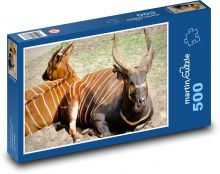 Bongo antylopa - pasiasty zwierzę, ogród zoologiczny Puzzle 500 elementów - 46x30 cm