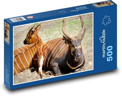 Bongo antylopa - pasiasty zwierzę, ogród zoologiczny - Puzzle 500 elementów, rozmiar 46x30 cm