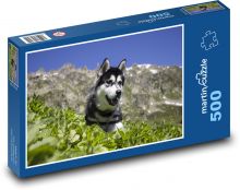 Sibiřský husky - pes, mazlíček Puzzle 500 dílků - 46 x 30 cm