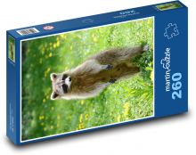 Raccoon - animal, garden Puzzle 260 pieces - 41 x 28.7 cm 