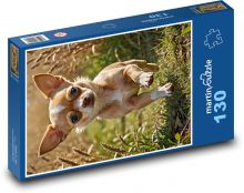 Čivava běžící po trávě Puzzle 130 - 28,7x20 cm