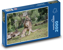 Kangaroo - marsupial, animal Puzzle 2000 pieces - 90 x 60 cm